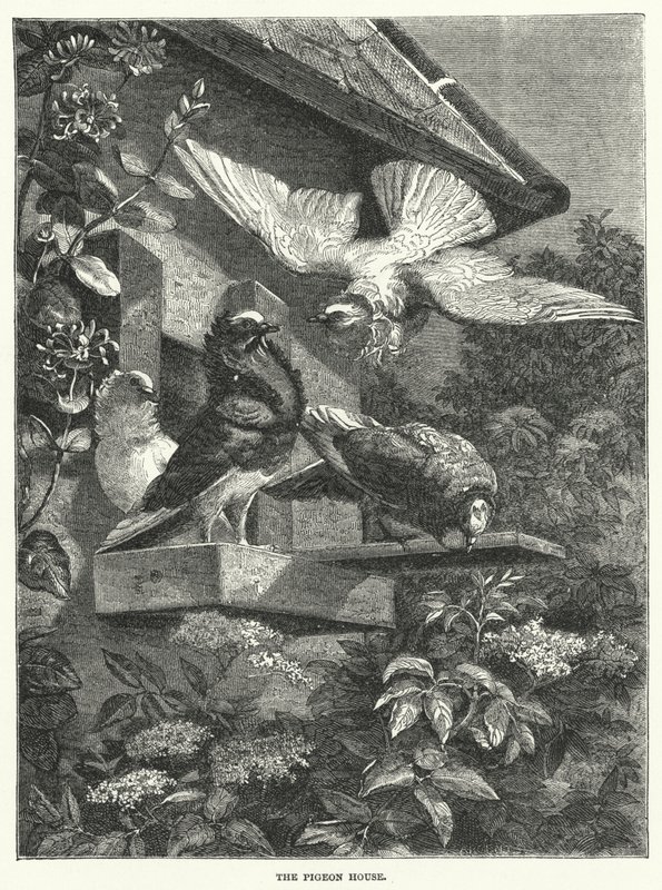 The Pigeon House (gravura) de English School