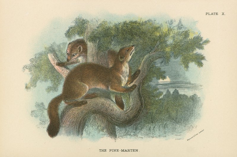O pinheiro-Marten de English School
