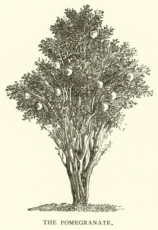 A romã (gravura) de English School