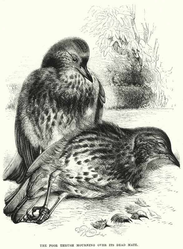 O Pobre Thrush de luto pelo seu companheiro morto (gravura) de English School