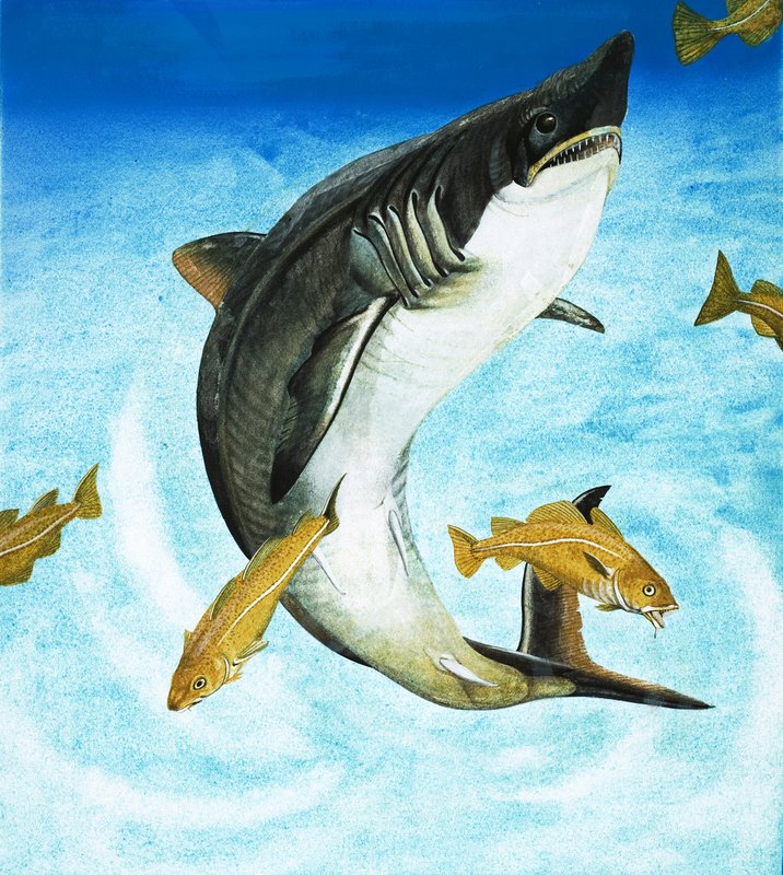 O Porbeagle, um tipo de tubarão de English School
