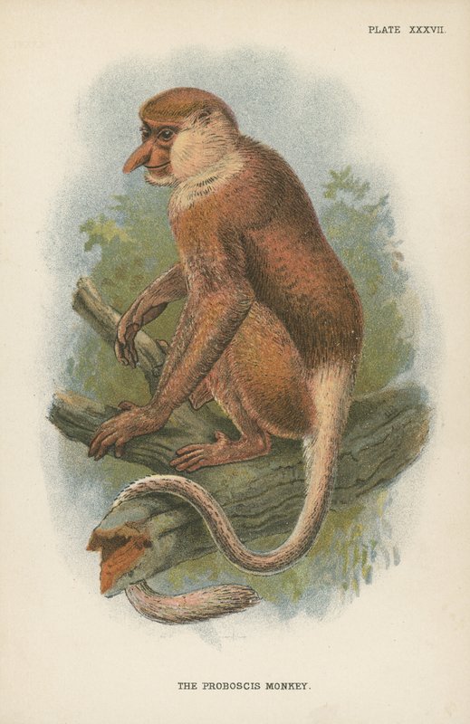 O macaco-narigudo de English School