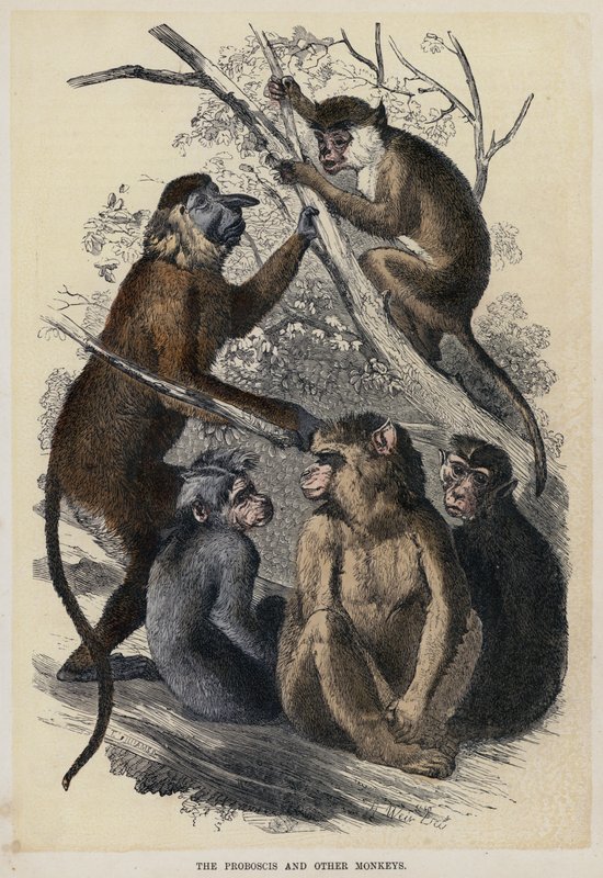 O Proboscis e Outros Macacos (gravura colorida) de English School