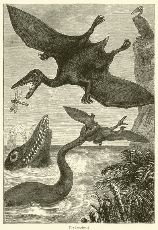 O Pterodáctilo (gravura) de English School