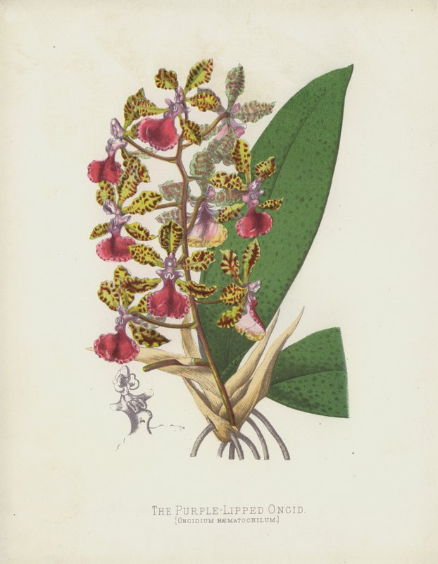 O oncid roxo-labiado, Oncidium Haematochilum de English School