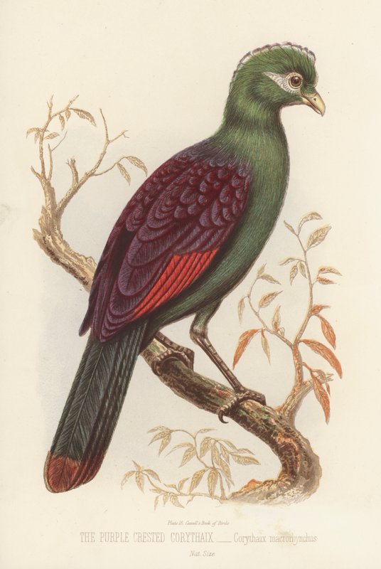 O Corythaix de Crescente Púrpura, Corythaix Macrorhynchus (cor litho) de English School