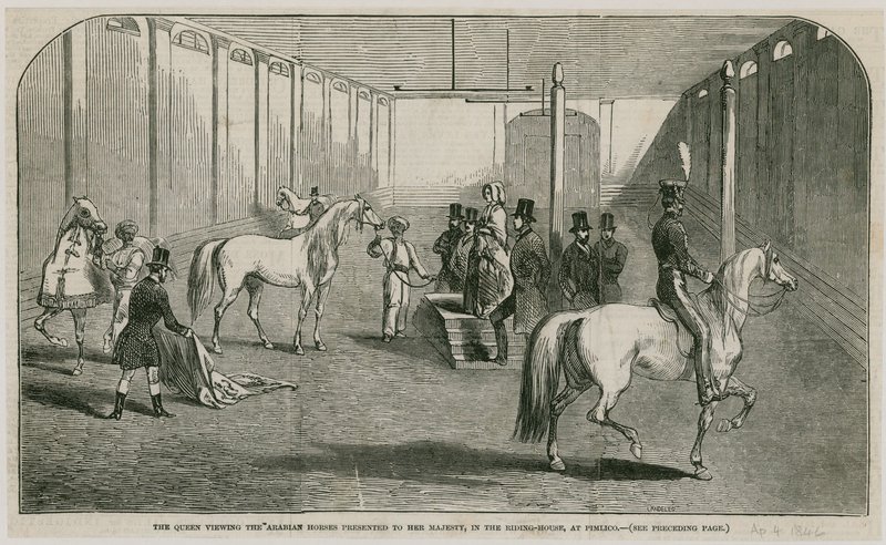 A rainha vendo os cavalos árabes apresentados a sua Majestade, na casa de equitação em Pimlico de English School