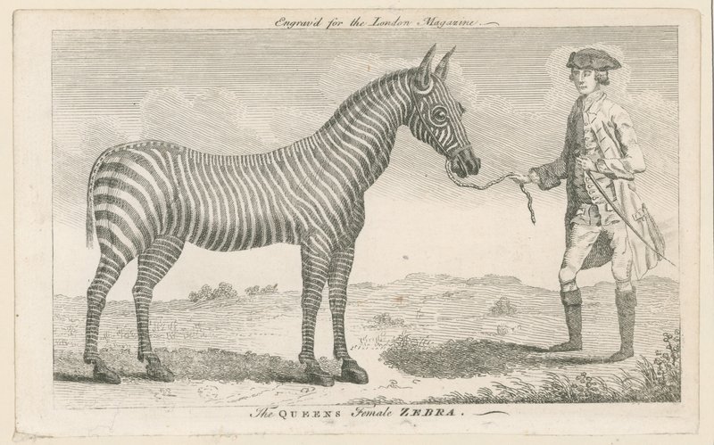 A zebra feminina rainhas de English School