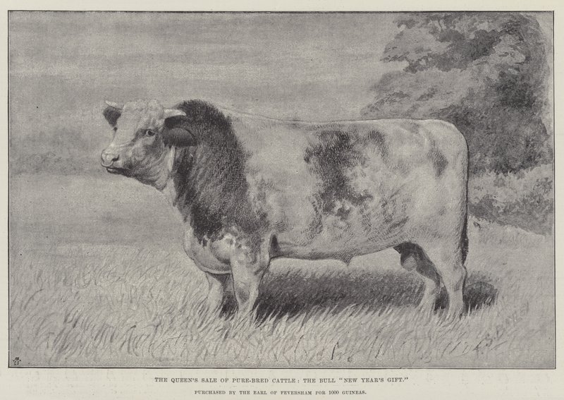 A Venda pela Rainha do Gado de Puro Sangue, o Touro "Presente de Ano Novo", comprado pelo Conde de Feversham por 1000 Guineas (litho) de English School