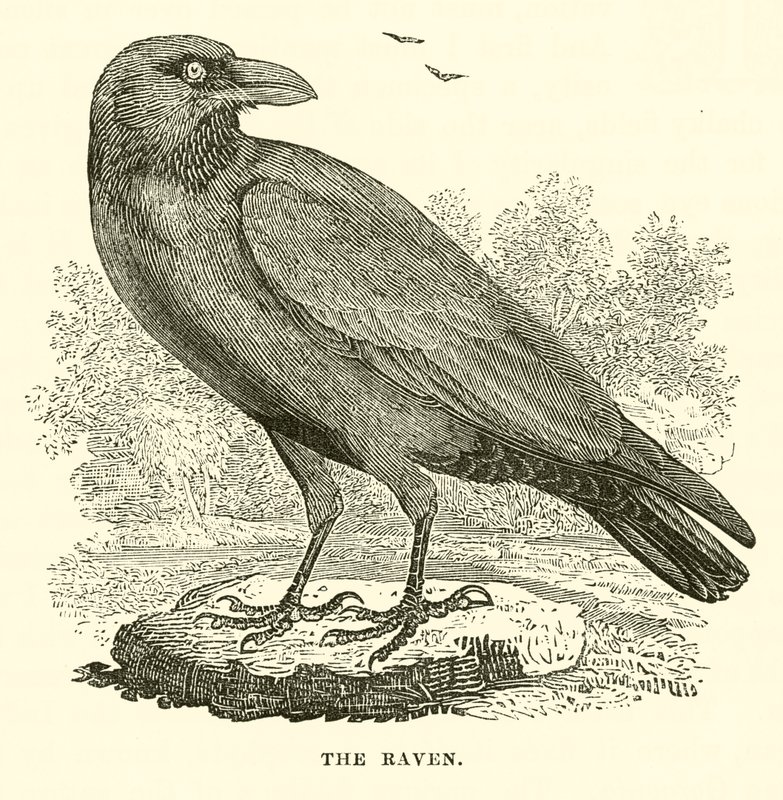O Corvo (gravura) de English School