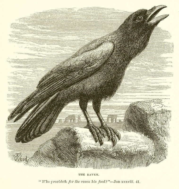 O Corvo de English School