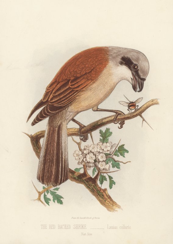 The Red Backed Shrike, Lanius Collurio (cor litho) de English School