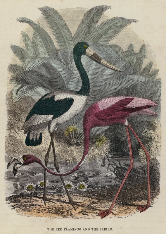 O Flamingo Vermelho e o Jabiru (gravura colorida) de English School