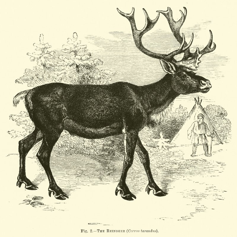 A rena, cervus tarandus de English School
