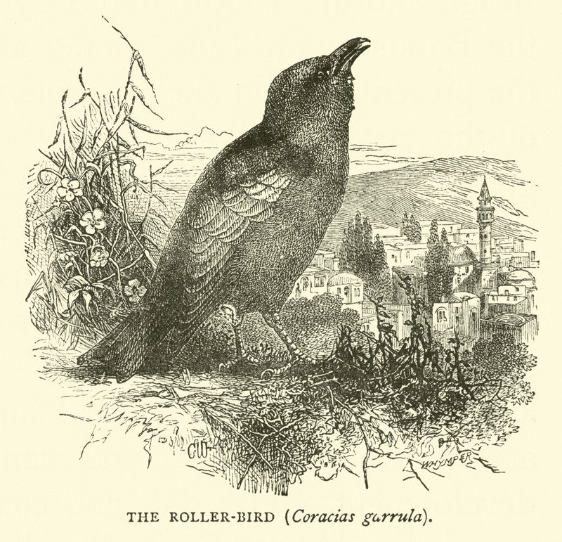 O Roller-bird, Coracias garrula de English School