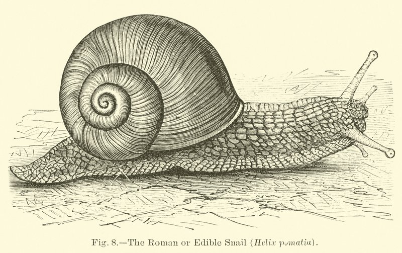 O Caracol Romano ou Comestível (Helix pomatia) de English School