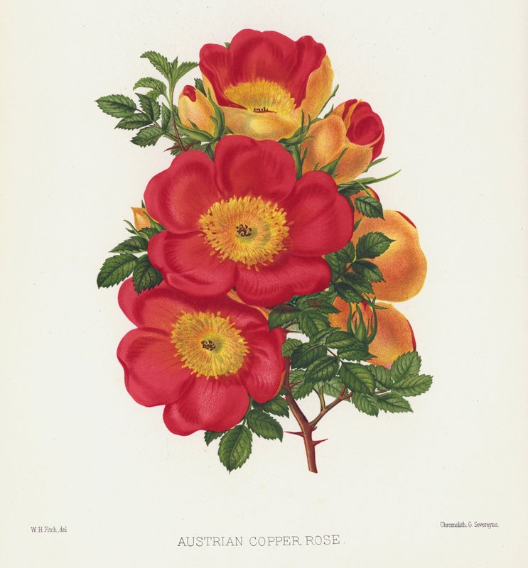 O jardim de rosas: rosa de cobre austríaca de English School