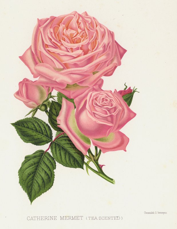 O jardim de rosas: Catherine Mermet, chá perfumado de English School