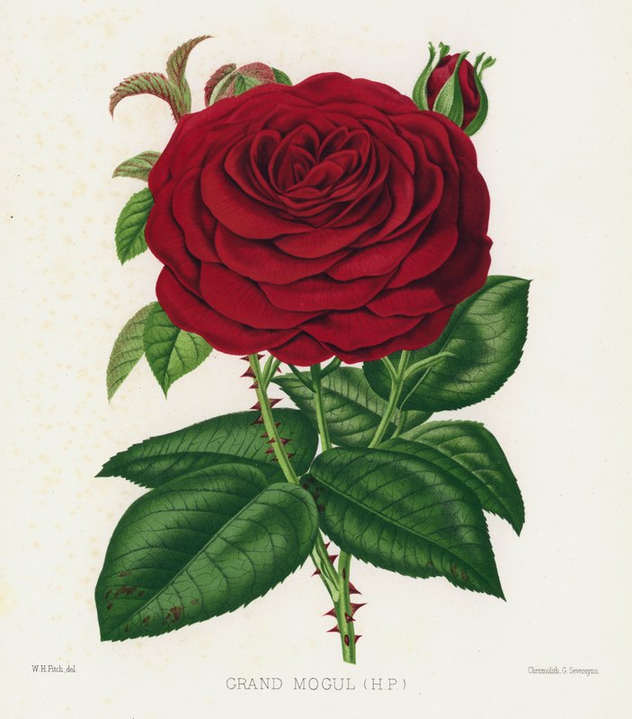The Rose Garden: Grande Mogul, HP de English School