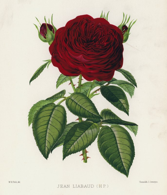 O Jardim das Rosas: Jean Liabaud, HP de English School