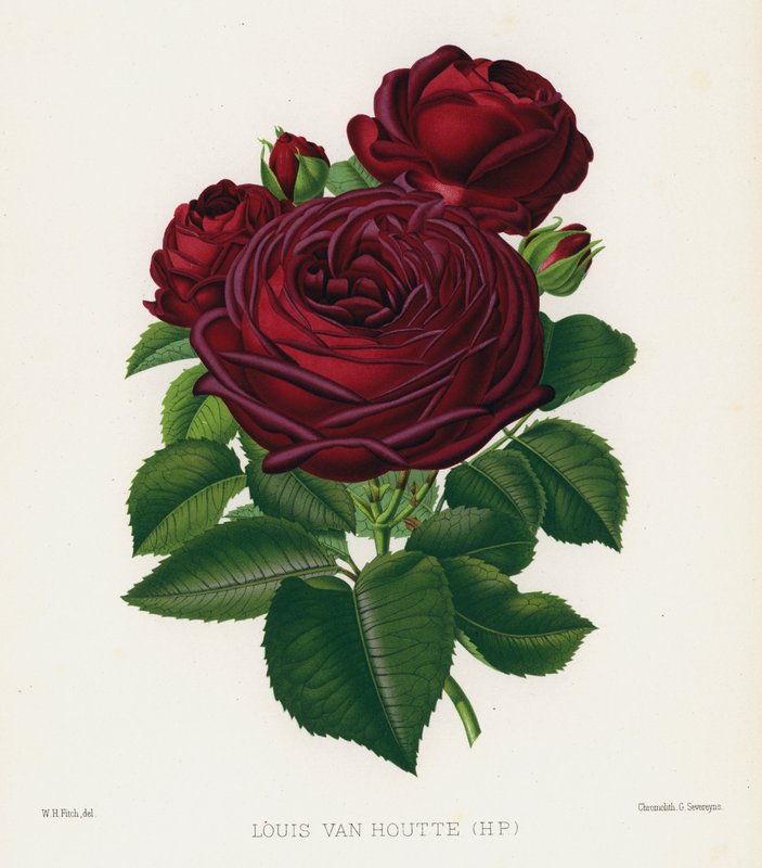 O Jardim das Rosas: Louis Van Houtte, HP de English School