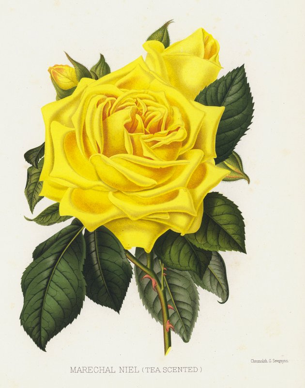 O jardim de rosas: Marechal Niel, chá perfumado de English School