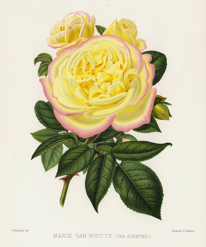 O jardim de rosas: Marie Van Houtte, chá perfumado de English School