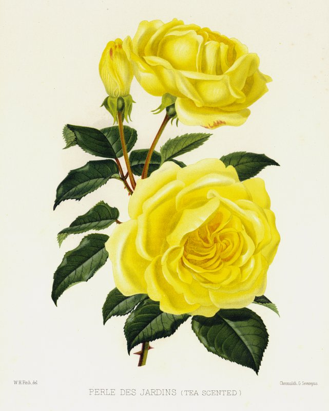 O Jardim de Rosas: Perle Des Jardins, Chá Perfumado de English School