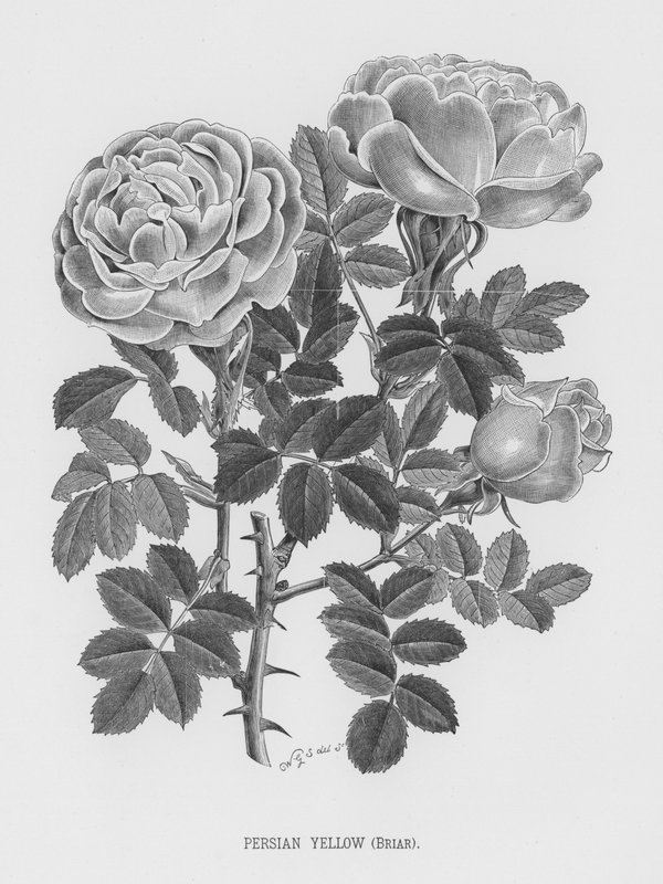 O Jardim das Rosas: Amarelo Persa, Briar (gravura) de English School