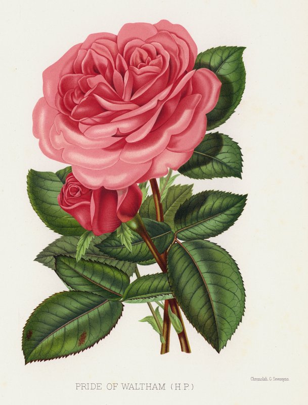 O Jardim das Rosas: Pride of Waltham, HP de English School
