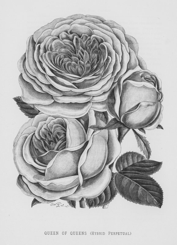 O Jardim das Rosas: Rainha das Rainhas, Híbrido Perpétuo (gravura) de English School