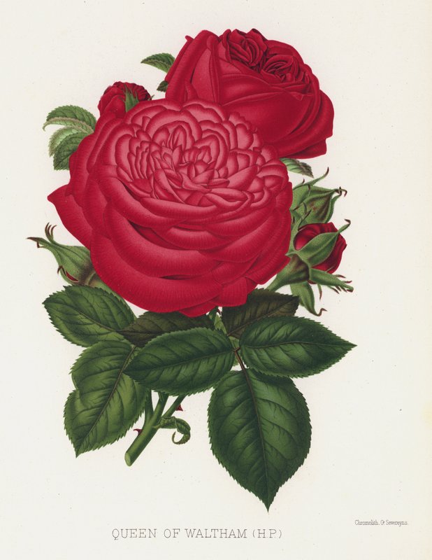 O jardim de rosas: Rainha de Waltham, HP de English School