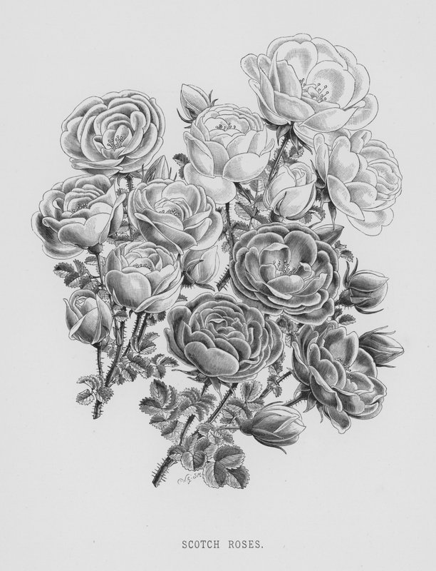 O Jardim das Rosas: Scotch Roses (gravura) de English School