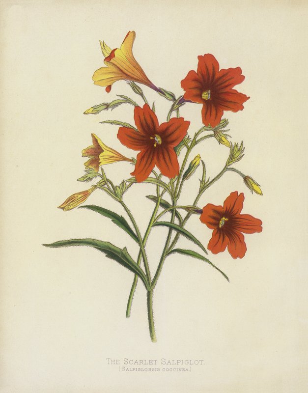 Salpiglot Escarlate, Salpiglossis Coccinea de English School