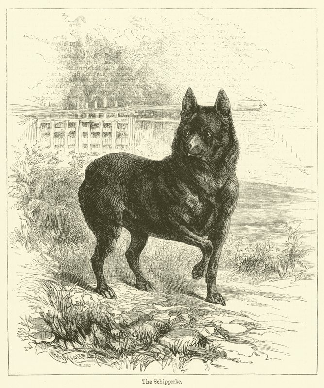 O Schipperke (gravura) de English School