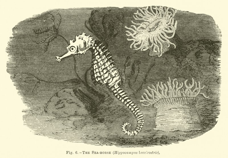 O cavalo-marinho, Hippocampus brevirostris de English School