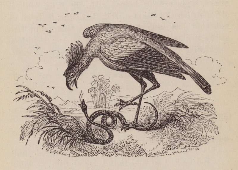O Secretário Bird (gravura) de English School