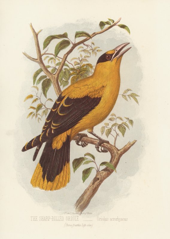O Oriole de bico afiado, Oriolus Acrorhyncus (cor litho) de English School