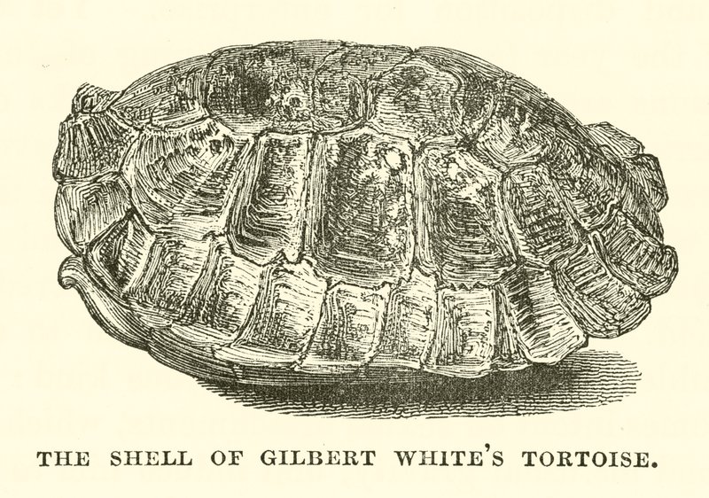 A carapaça da tartaruga de Gilbert White (gravura) de English School
