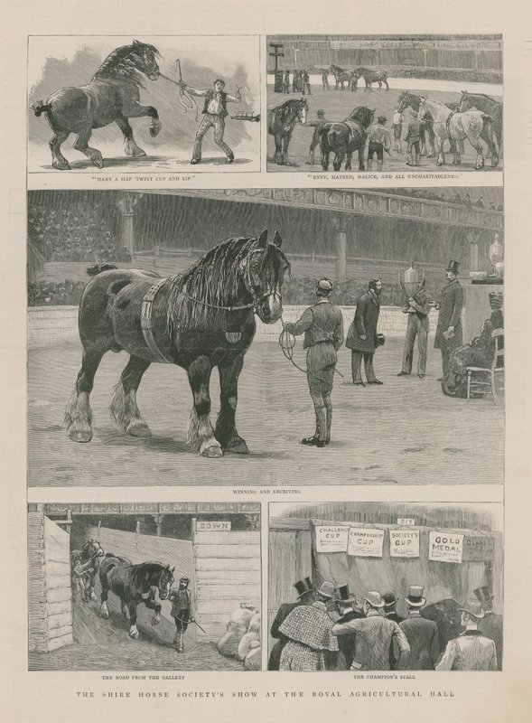 O Shire Horse Societys show no Royal Agricultural Hall de English School