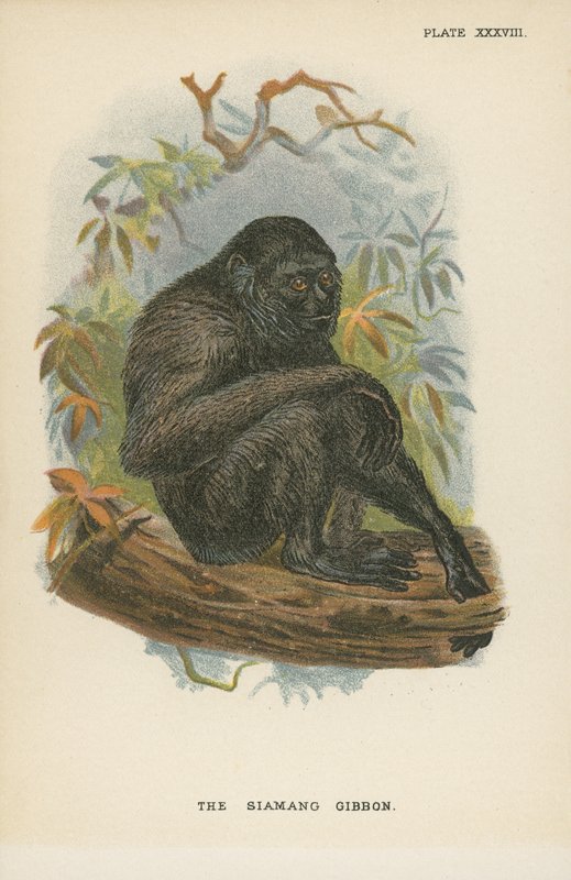 O Gibão Siamang de English School