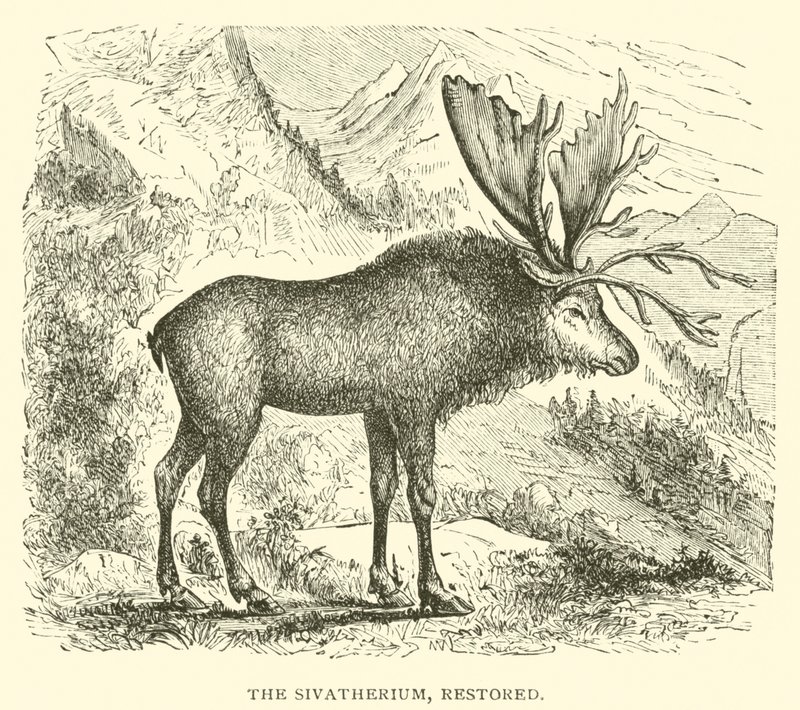 O Sivatherium, restaurado (gravura) de English School
