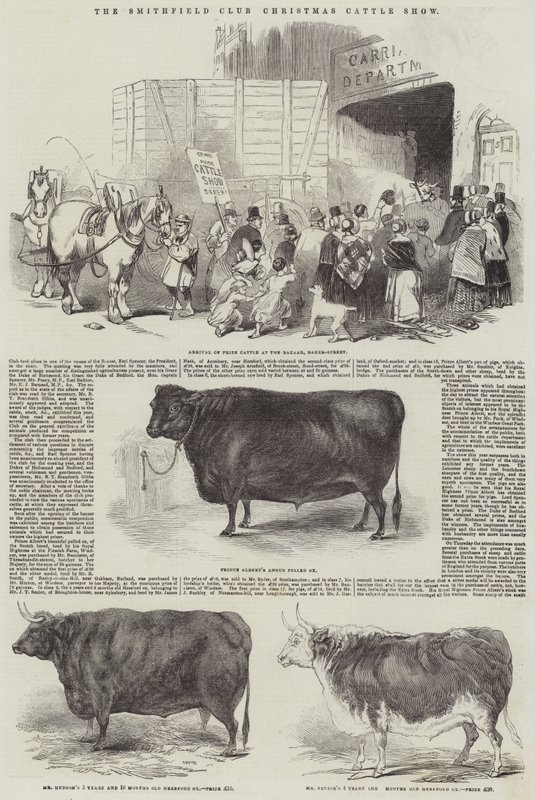 The Smithfield Club Christmas Cattle Show (gravura) de English School