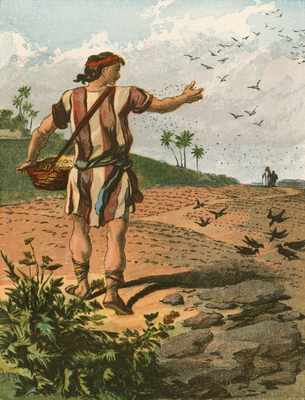 O semeador de English School