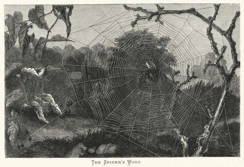 O Trabalho da Aranha (gravura) de English School