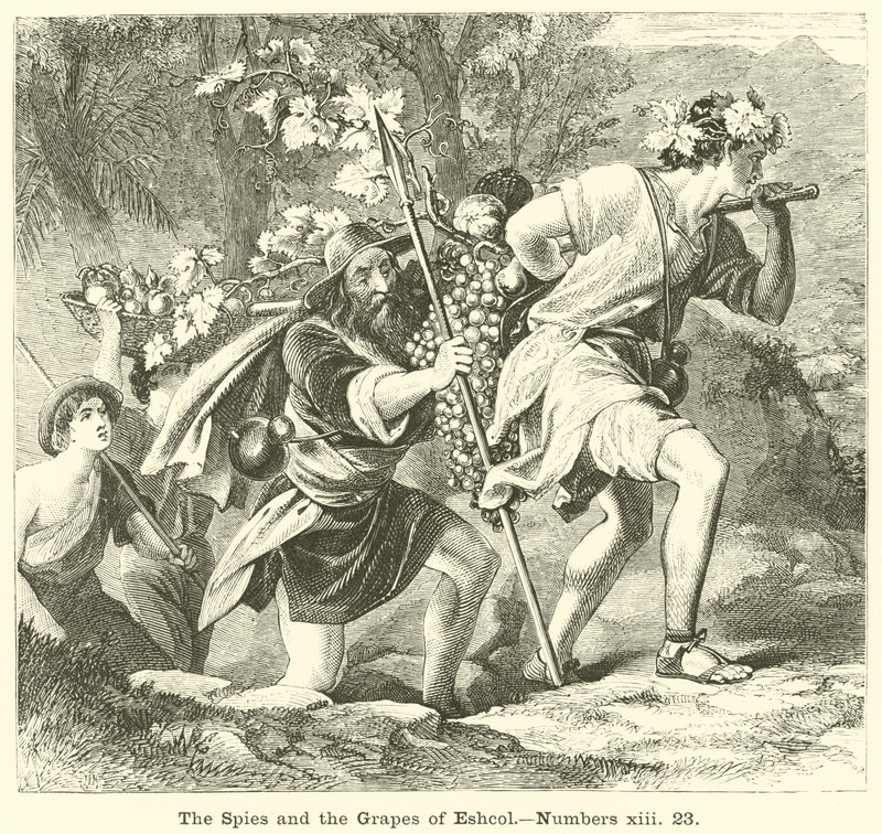 Os Espiões e as Uvas de Eshcol, Números, xiii, 23 de English School