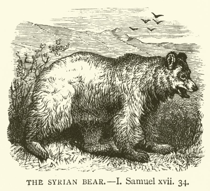 The Syrian Bear, I, Samuel, xvii, 34 (gravura) de English School