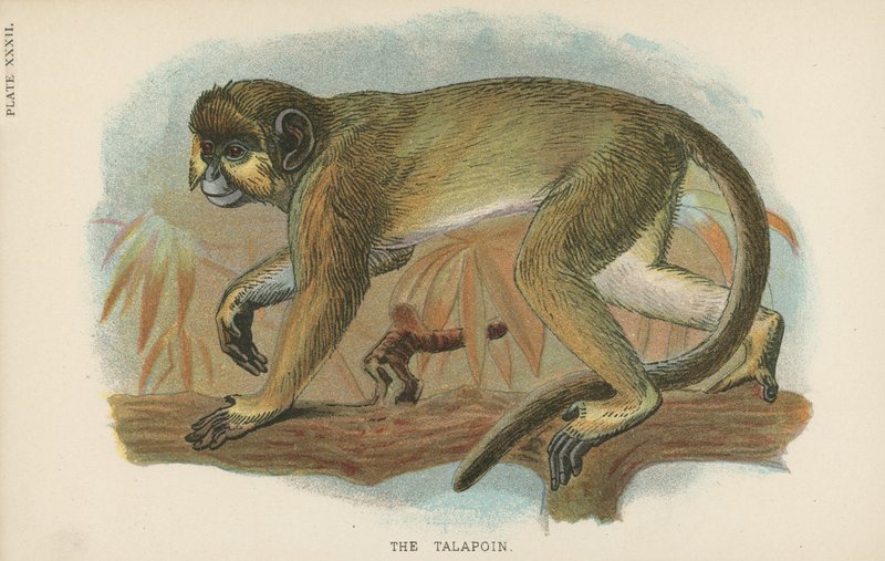 O Talapoin de English School