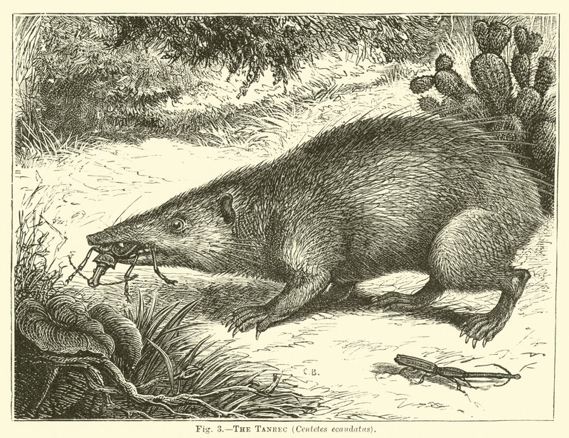 O Tanrec, Centetes ecaudatus de English School