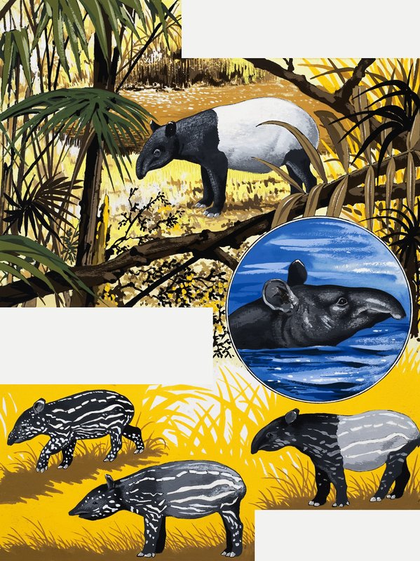 The Tapir de English School